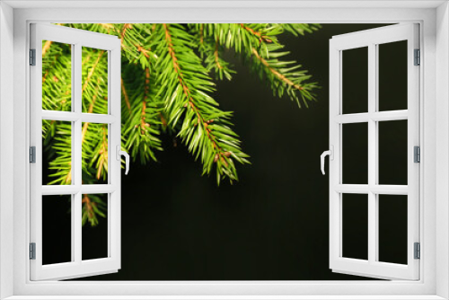 Fototapeta Naklejka Na Ścianę Okno 3D - Natural green spruce branch on a dark background, copy space. Christmas holiday night decoration