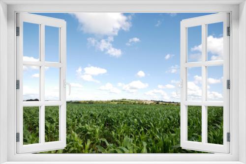 Fototapeta Naklejka Na Ścianę Okno 3D - maïs