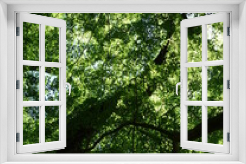 Fototapeta Naklejka Na Ścianę Okno 3D - 新緑の木を見上げる