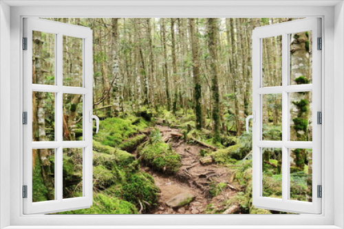 Fototapeta Naklejka Na Ścianę Okno 3D - 初秋の北八ヶ岳　『にゅう』から中山への縦走路の苔の森