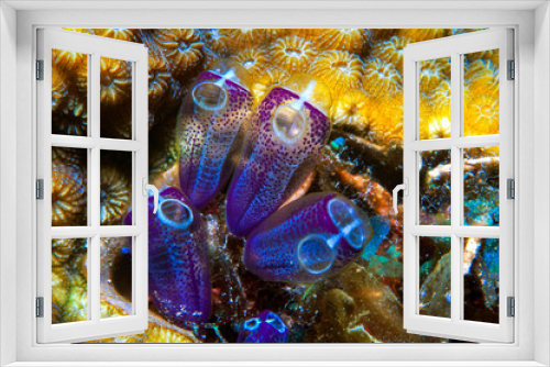 Fototapeta Naklejka Na Ścianę Okno 3D - Tunicates - Sea Squirts (Clavelinidae) - Guanaja 