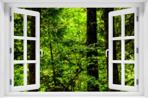 Fototapeta Naklejka Na Ścianę Okno 3D - footpath in the forest