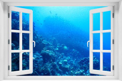 Fototapeta Naklejka Na Ścianę Okno 3D - unterwasser, sea, water, fish,