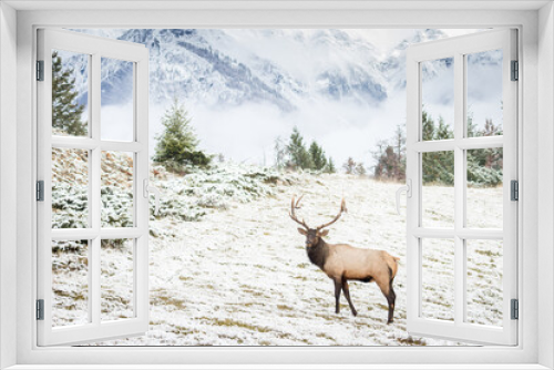 Fototapeta Naklejka Na Ścianę Okno 3D - Impressive Rocky mountain bull elk walking in meadow.