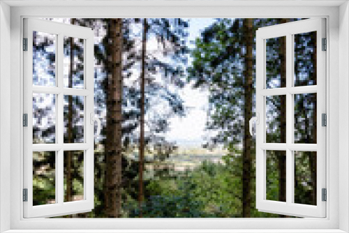 Fototapeta Naklejka Na Ścianę Okno 3D - A scenic view between the trees on a forest walk