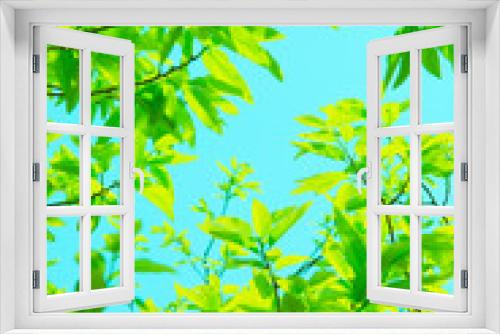 Fototapeta Naklejka Na Ścianę Okno 3D - 新緑