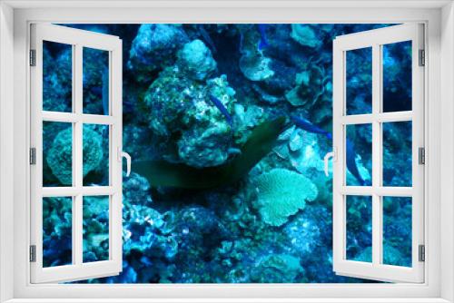 Fototapeta Naklejka Na Ścianę Okno 3D - diving curacao fish underwater wrack