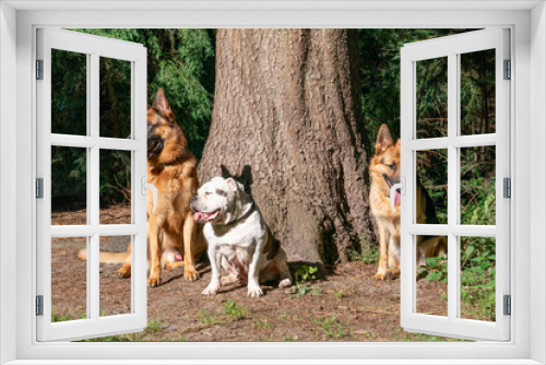 Fototapeta Naklejka Na Ścianę Okno 3D - Three dogs in the woods, two German shepherd dogs and an old English bulldog, sitting in front of a large tree. Sunlight shines on the dog's head, . Natural environment
