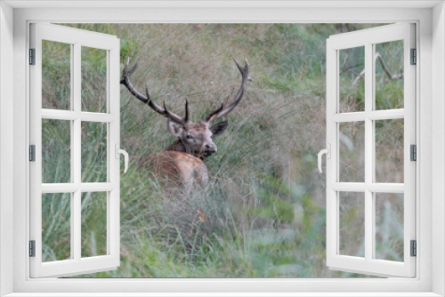 Fototapeta Naklejka Na Ścianę Okno 3D - Beautiful portrait of Red deer male (Cervus elaphus)