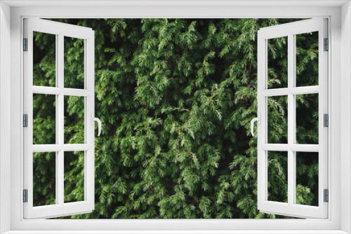 Fototapeta Naklejka Na Ścianę Okno 3D - Juniper bush closeup. Evergreen juniper background. Coniferous bush texture