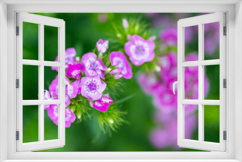 Fototapeta Naklejka Na Ścianę Okno 3D - flowers Sweet William or Dianthus barbatus