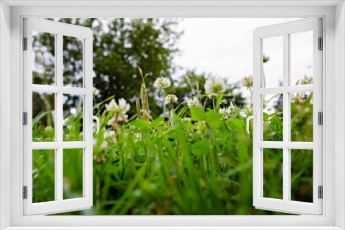 Fototapeta Naklejka Na Ścianę Okno 3D - White clover flowers and green grass