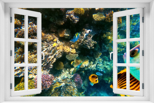 Fototapeta Naklejka Na Ścianę Okno 3D - Underwater Colorful Tropical Fishes.