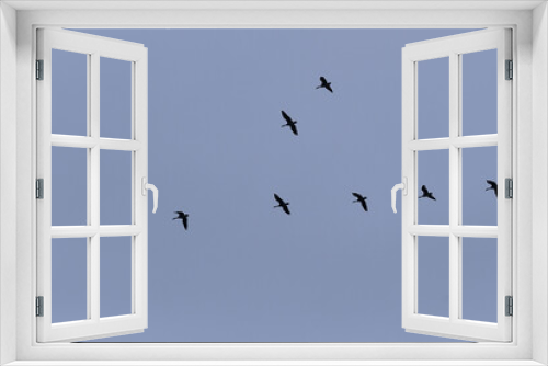 Fototapeta Naklejka Na Ścianę Okno 3D - Flock of Canada Geese flying under a blue sky