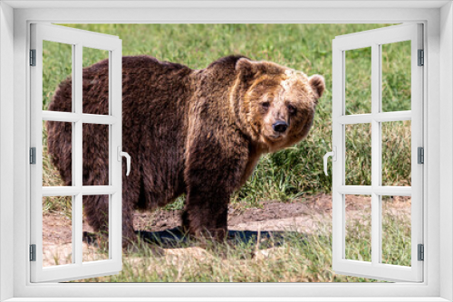 Fototapeta Naklejka Na Ścianę Okno 3D - Brown bear looking at camera