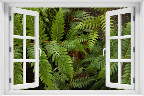 Fototapeta Naklejka Na Ścianę Okno 3D - Natural texture and pattern. Closeup view of a Cyathea cooperi fern, also known as Australian Tree Fern, beautiful green leaves foliage. 