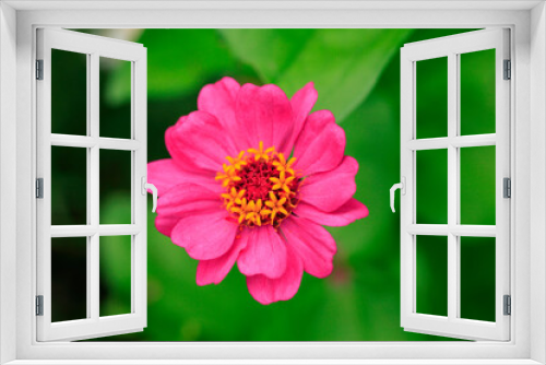 Fototapeta Naklejka Na Ścianę Okno 3D - 庭に咲く花