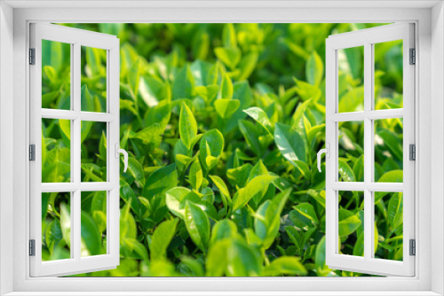 Fototapeta Naklejka Na Ścianę Okno 3D - Fresh green tea leaves in tea plantation in morning