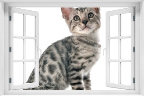 Fototapeta Naklejka Na Ścianę Okno 3D - bengal kitten in studio