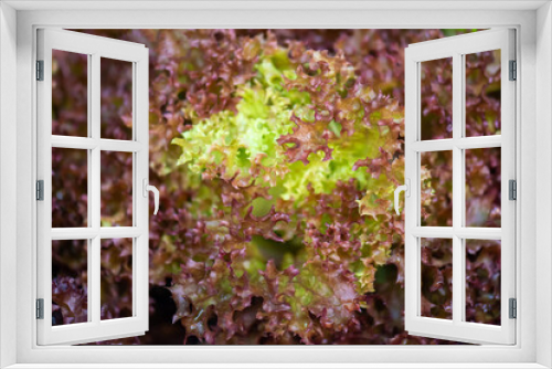 Fototapeta Naklejka Na Ścianę Okno 3D - Fresh organic green oak lettuce vegetable plant farm