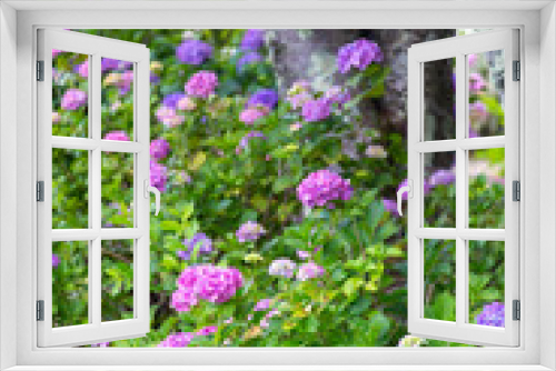 Fototapeta Naklejka Na Ścianę Okno 3D - 古い樹木の周囲に咲いている紫陽花の花