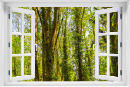 Fototapeta Naklejka Na Ścianę Okno 3D - Green leaves of ivy at trees
