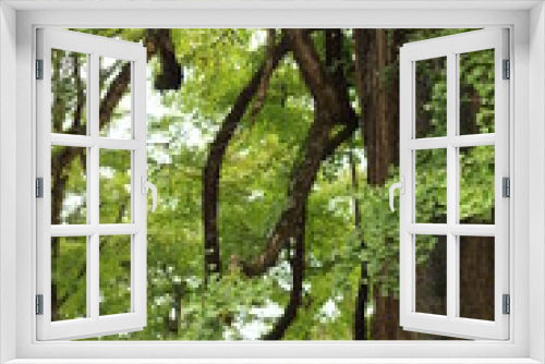 Fototapeta Naklejka Na Ścianę Okno 3D - 大きな銀杏の大木