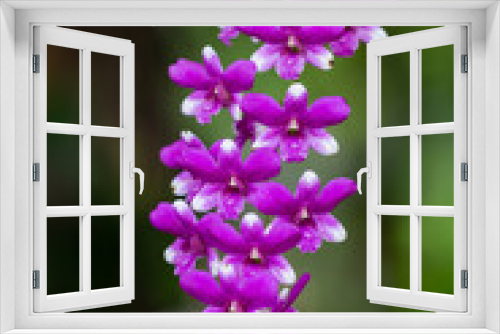 Fototapeta Naklejka Na Ścianę Okno 3D - Pink orchid blossom in the garden.  
