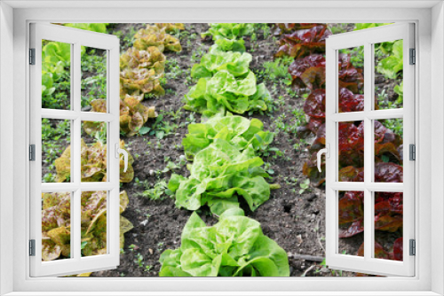 Fototapeta Naklejka Na Ścianę Okno 3D - Acker mit Salat