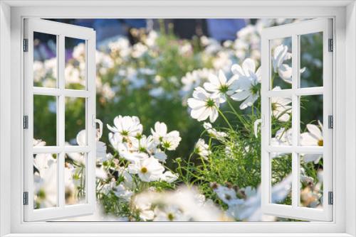 Fototapeta Naklejka Na Ścianę Okno 3D - White cosmos flowers blooming