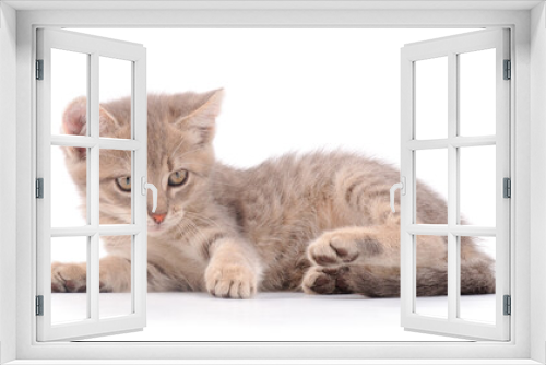 Fototapeta Naklejka Na Ścianę Okno 3D - Little gray kitten lies.