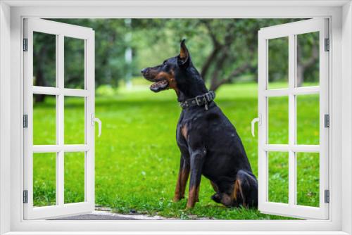 Fototapeta Naklejka Na Ścianę Okno 3D - black dog on grass
