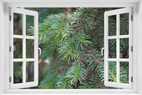 Fototapeta Naklejka Na Ścianę Okno 3D - Natural background of green spruce. Coniferous tree