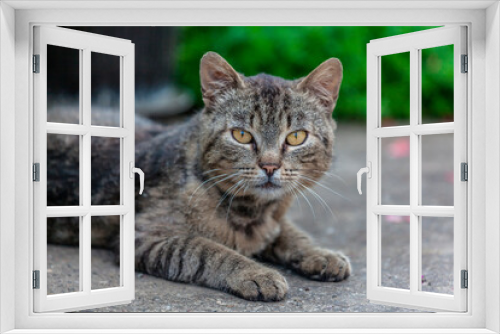 Fototapeta Naklejka Na Ścianę Okno 3D - the gray cat lies in nature