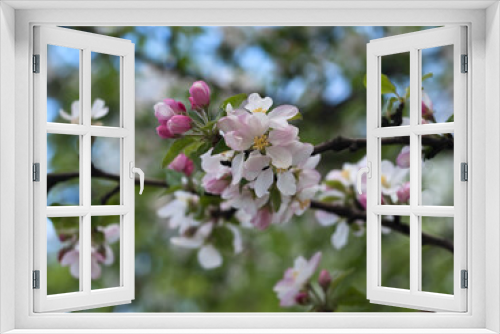 Fototapeta Naklejka Na Ścianę Okno 3D - Spring flowers on apple-tree branches