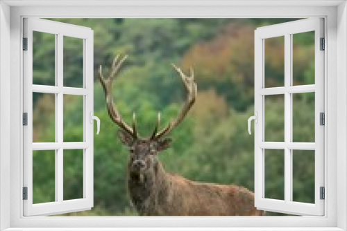 Fototapeta Naklejka Na Ścianę Okno 3D - red deer stag profile in autumnal forest background