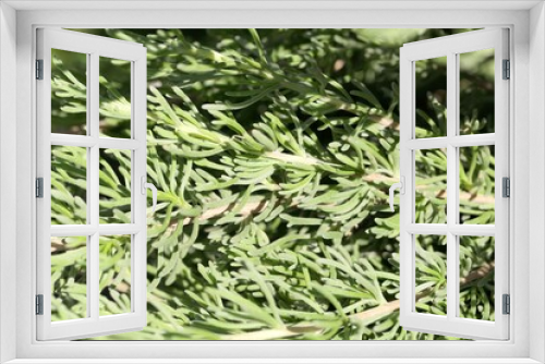 Fototapeta Naklejka Na Ścianę Okno 3D - Leaves of the wormwood Artemisia caucasica