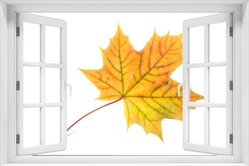 Fototapeta Naklejka Na Ścianę Okno 3D - autumn maple leaf, isolated on white