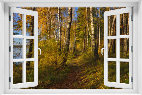 Fototapeta Naklejka Na Ścianę Okno 3D - Beautiful landscape in autumn birch grove. Autumn, yellow birch forest, nature autumn landscape.