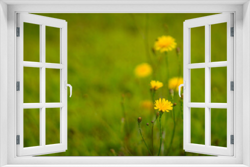 Fototapeta Naklejka Na Ścianę Okno 3D - Little yellow flowers in the nature