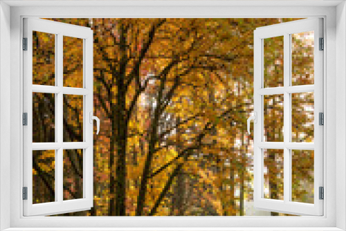 Fototapeta Naklejka Na Ścianę Okno 3D - Autumn landscape in natural parkland