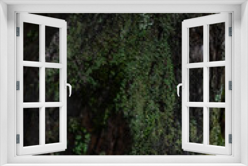 Fototapeta Naklejka Na Ścianę Okno 3D - Close up dark textured relief rough bark with green moss, lichen. Tree trunk