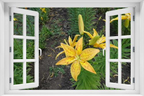 Fototapeta Naklejka Na Ścianę Okno 3D - Buds and orangey yellow spotted flowers of true lilies in June
