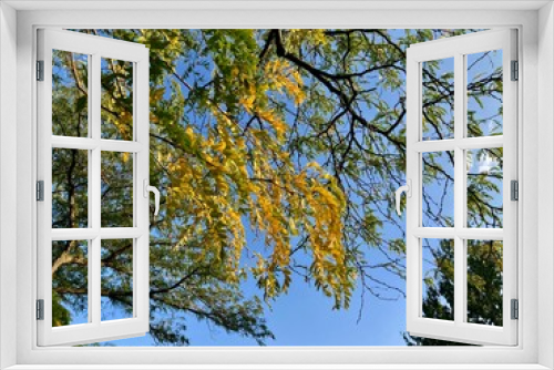 Fototapeta Naklejka Na Ścianę Okno 3D - autumn yellow leaves against sky