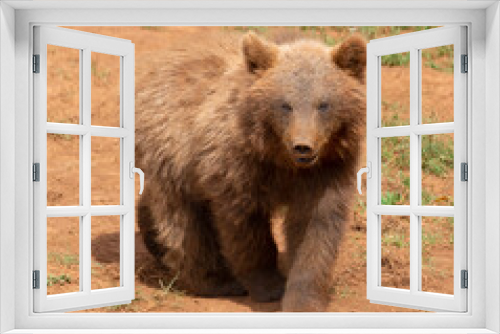 Fototapeta Naklejka Na Ścianę Okno 3D - baby brown bear walking and looking at camera