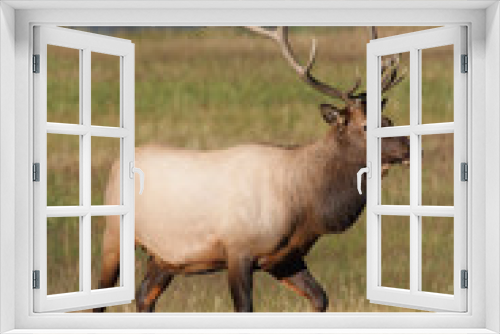 Fototapeta Naklejka Na Ścianę Okno 3D - Majestic Bull Elk