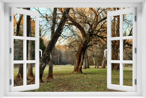 Fototapeta Naklejka Na Ścianę Okno 3D - Fall trees