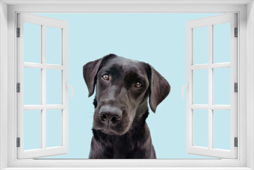 Fototapeta Naklejka Na Ścianę Okno 3D - Portrait black labrador dog tilting head side. Isolated on blue background.