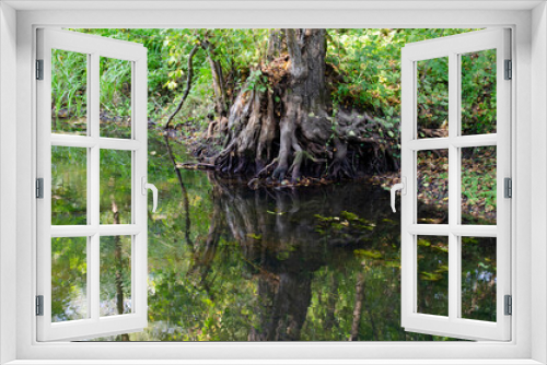 Fototapeta Naklejka Na Ścianę Okno 3D - Huge twisted roots of an old tree over a pond.