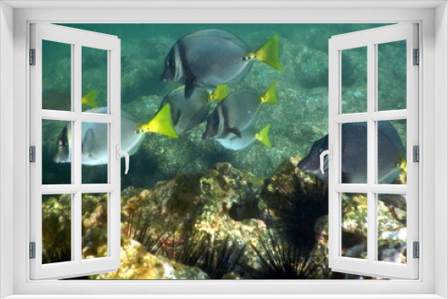 Fototapeta Naklejka Na Ścianę Okno 3D - Costa Rica Pacific sea life